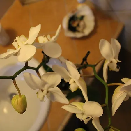 Archodiko Toliadi Boutique And Ouranoupoli