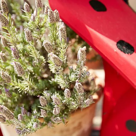 Archodiko Toliadi Boutique And 4* Ouranoupoli